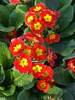 Primula Supernova Fire