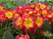 Primula Supernova Fire