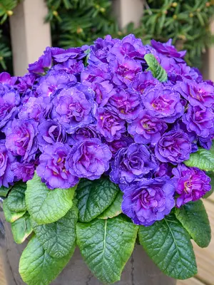 Viola Koreana Mars | Bluestone Perennials