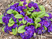 Primula Violetta