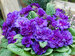 Primula Violetta