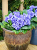 Primula Watercolour Blue