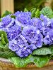 Primula Watercolour Blue
