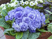 Primula Watercolour Blue