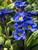 Primula You and Me Blue