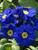 Primula You and Me Blue