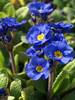 Primula You and Me Blue