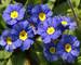 Primula You and Me Blue