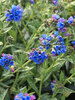 Pulmonaria Bertram-Anderson