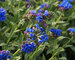 Pulmonaria Bertram-Anderson