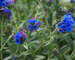 Pulmonaria Bertram-Anderson