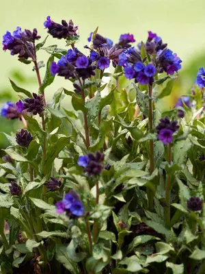 Link to Pulmonaria Diana Clare
