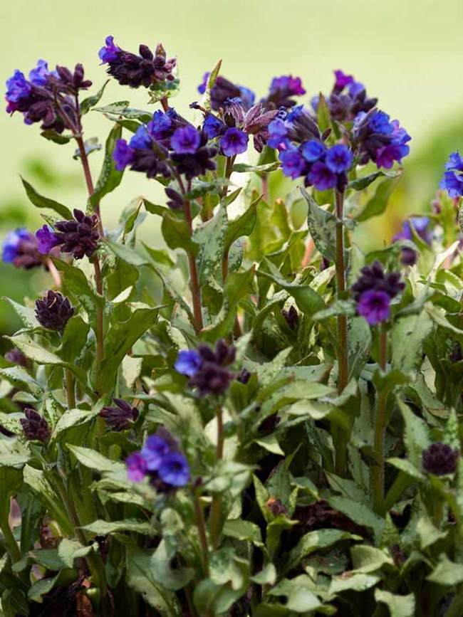 Pulmonaria Diana Clare