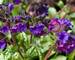 Pulmonaria Diana Clare