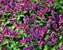 Pulmonaria Dark Vader