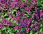 Pulmonaria Dark Vader