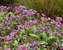 Pulmonaria Dark Vader