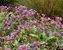 Pulmonaria Dark Vader