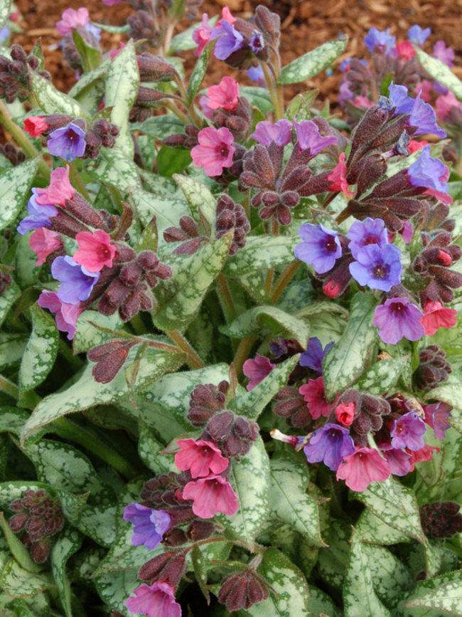 Pulmonaria High Contrast