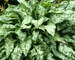 Pulmonaria High Contrast