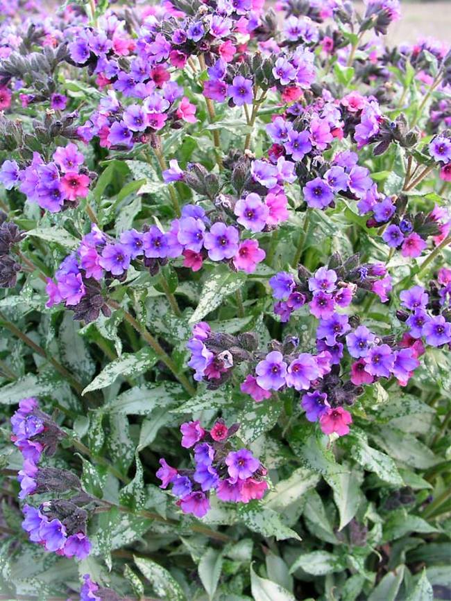 Pulmonaria 'Silver Bouquet' (Lungwort)