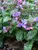 Pulmonaria Mrs.-Moon