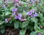 Pulmonaria Mrs.-Moon
