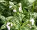 Pulmonaria Moonshine