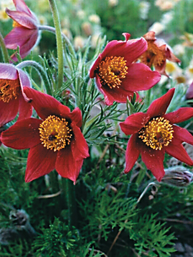 Pulsatilla Red