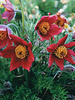 Pulsatilla Red