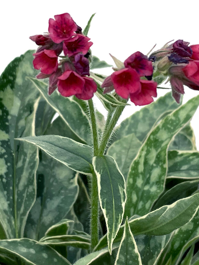 Pulmonaria Raspberry Frost