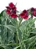 Pulmonaria Raspberry Frost