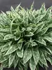 Pulmonaria Raspberry Frost
