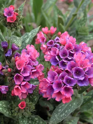 Link to Pulmonaria Raspberry Splash