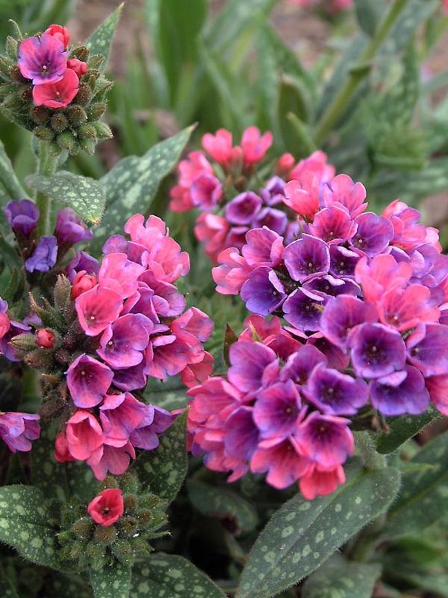 Pulmonaria Raspberry Splash