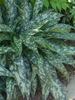 Pulmonaria Raspberry Splash