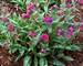 Pulmonaria Raspberry Splash