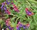 Pulmonaria Raspberry Splash