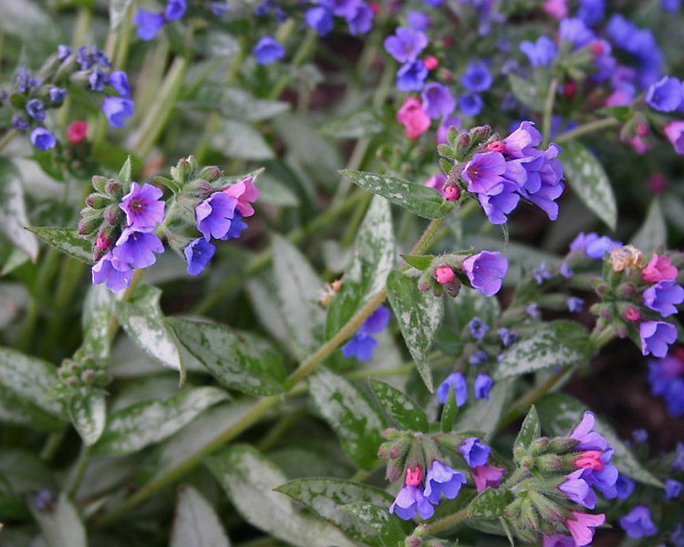 Product Viewer - Pulmonaria Samourai