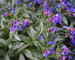 Pulmonaria Samurai