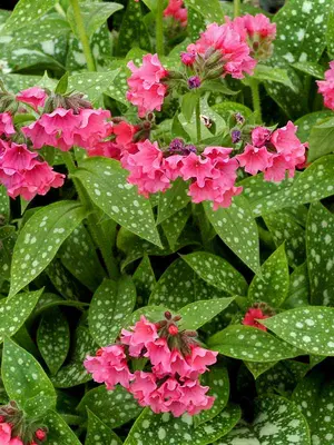 Link to Pulmonaria Shrimps on the Barbie