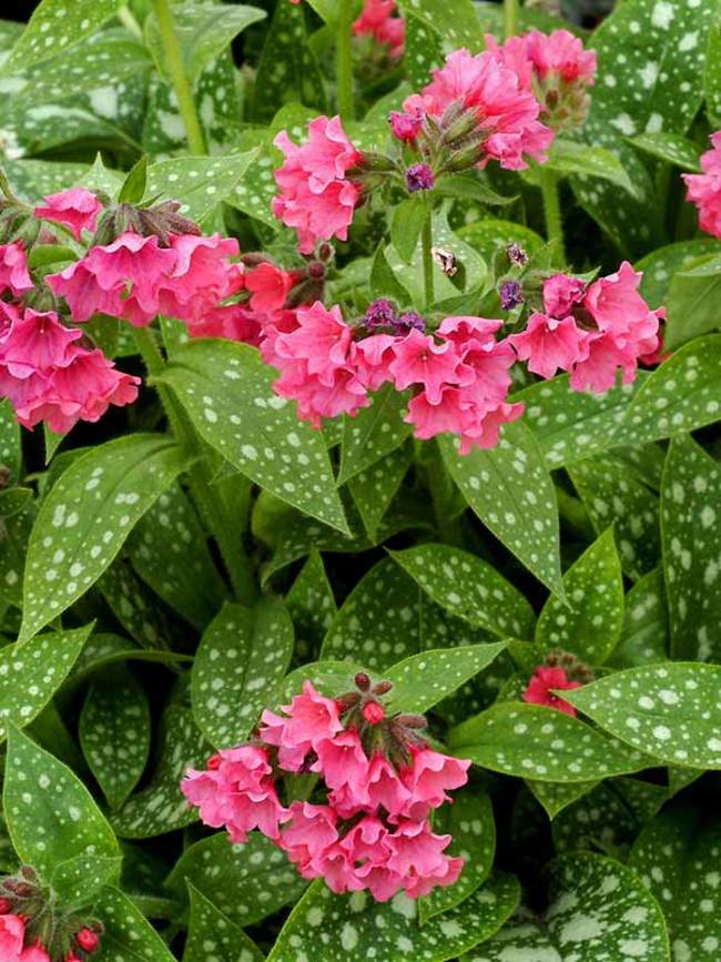 Pulmonaria Shrimps on the Barbie