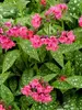 Pulmonaria Shrimps on the Barbie
