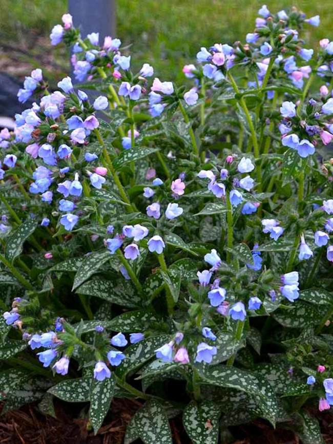 Pulmonaria Twinkle Toes