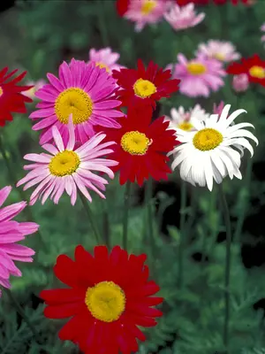 Link to Pyrethrum Mixed Hybrids