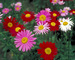 Pyrethrum Mixed-Hybrids