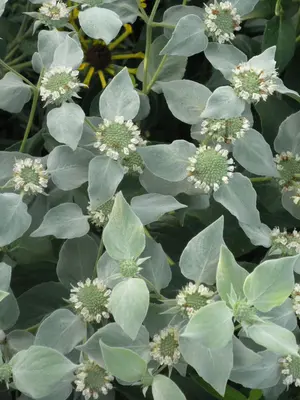 Link to Pycnanthemum Muticum