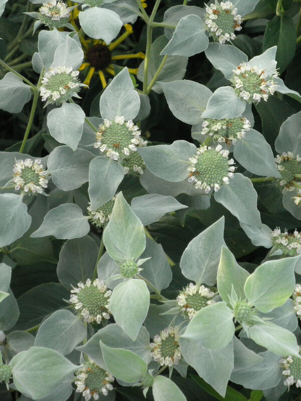 Pycnanthemum Muticum