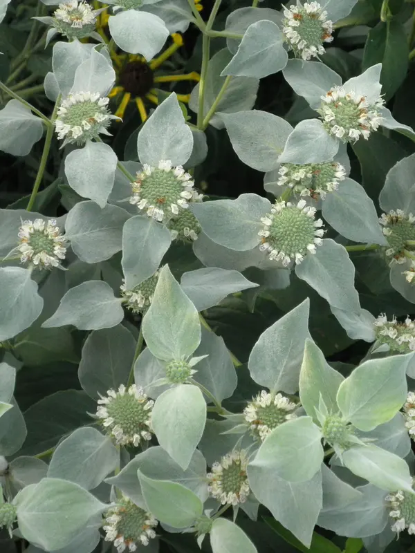 Pycnanthemum Muticum