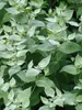 Pycnanthemum Muticum